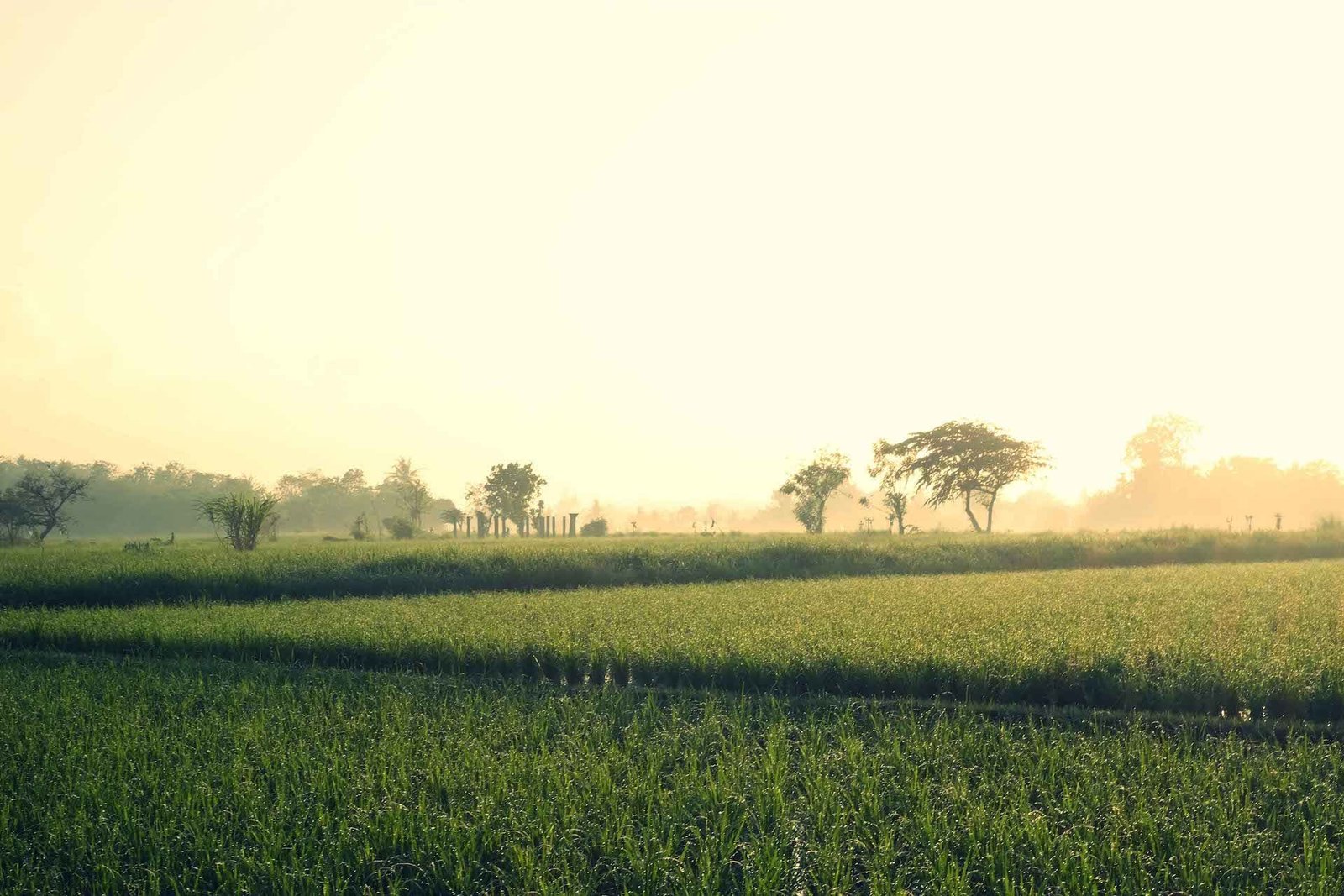 Tabanan by WAKA